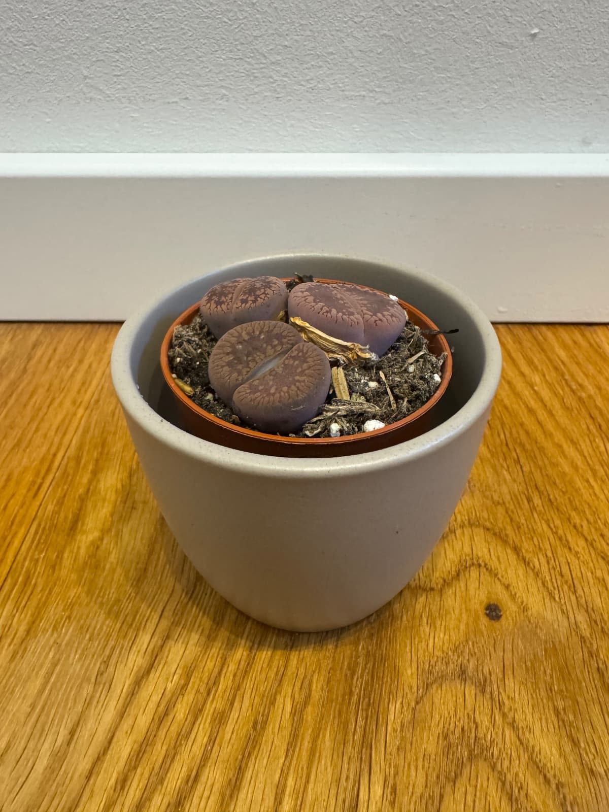 Lithops „Living Stones“