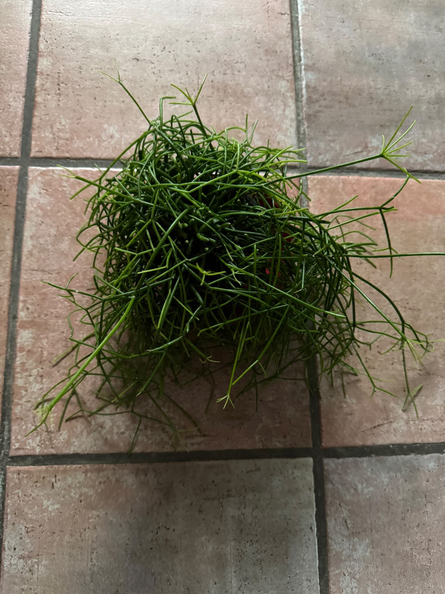 Rhipsalis
