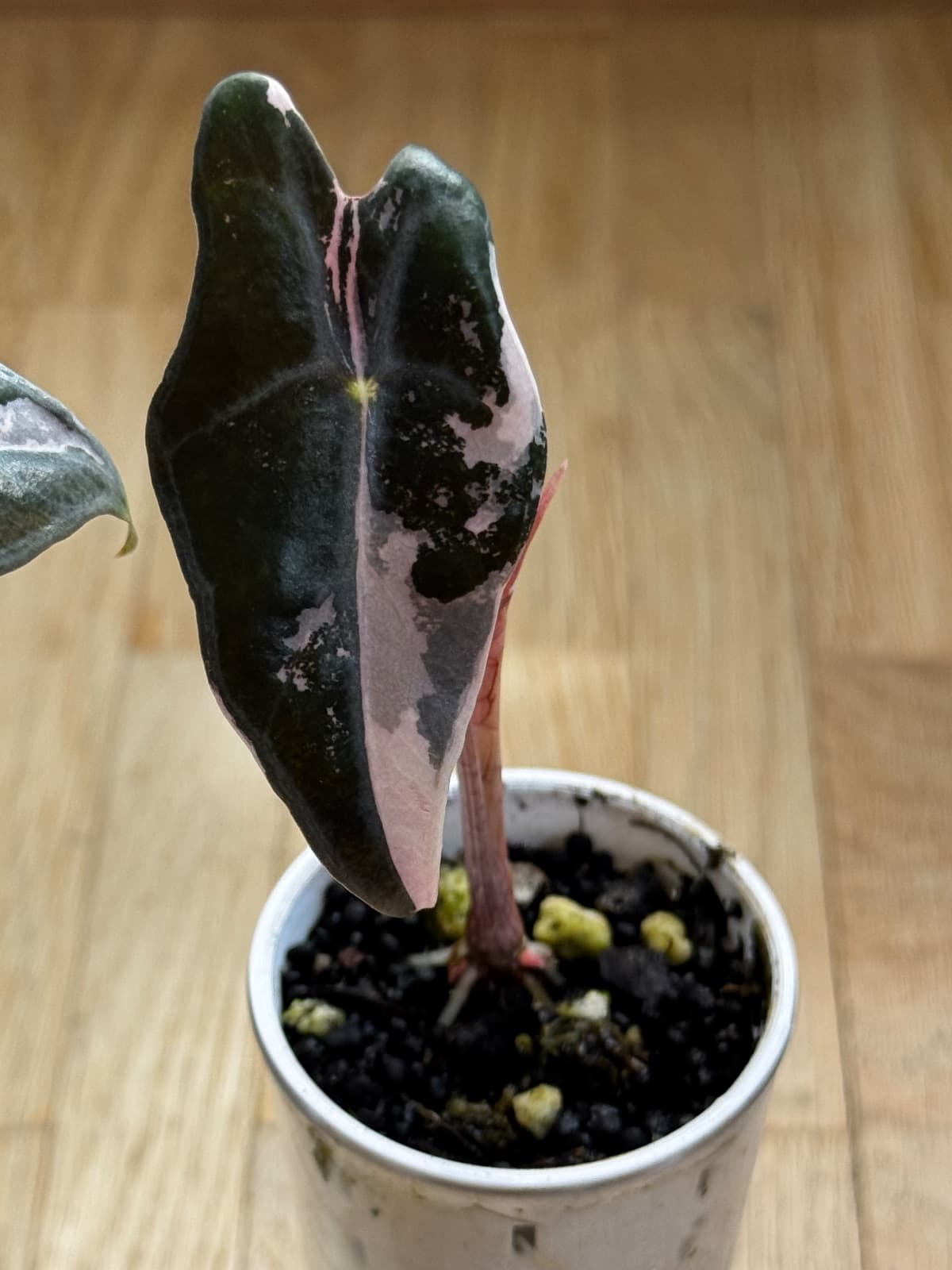Alocasia polly pink Baby