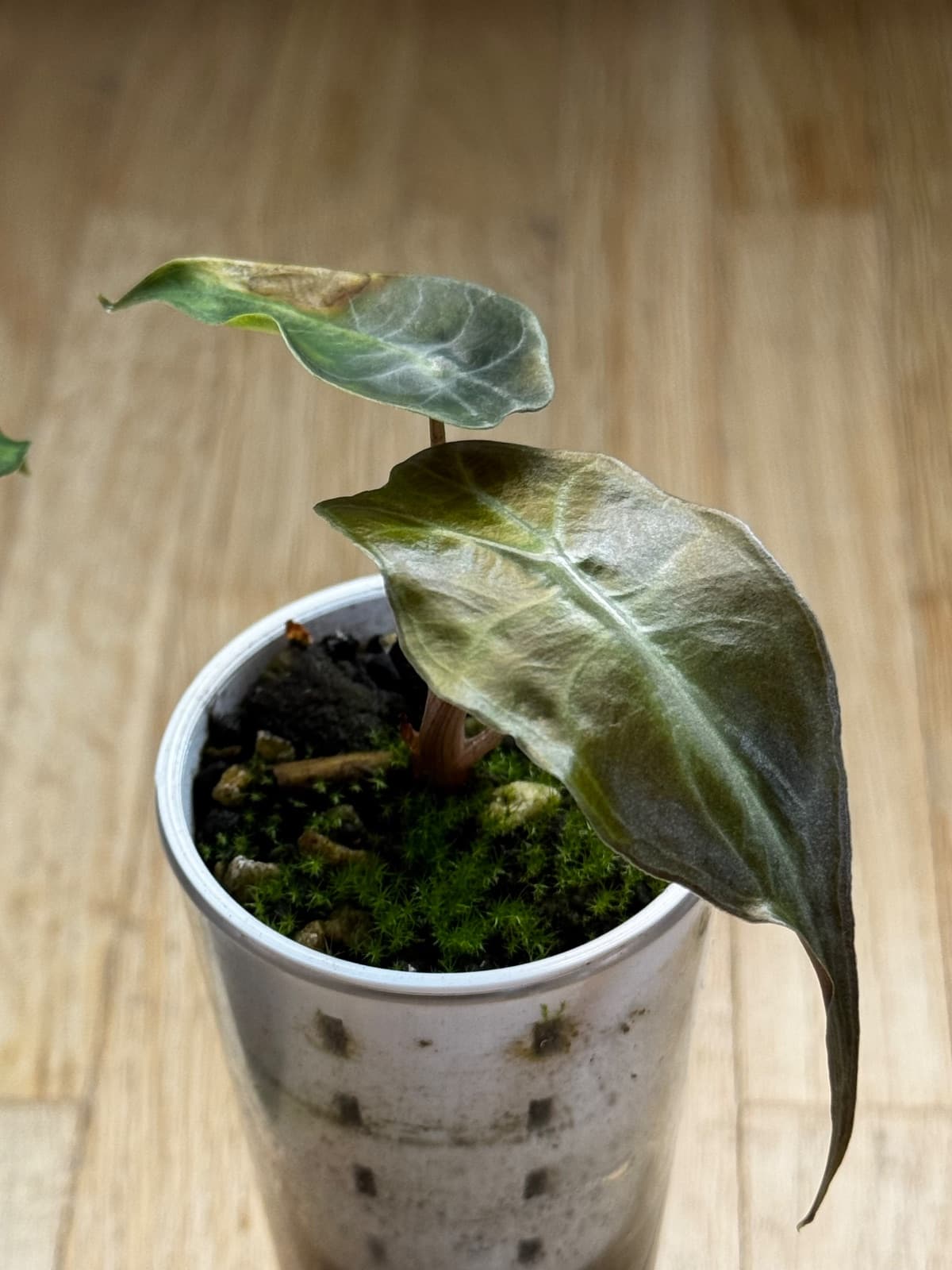 Alocasia Venom Baby